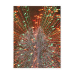 Live Oak Florida Tree Christmas Lights Zoom