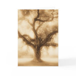 Live Oak - MW1100 Greeting Cards
