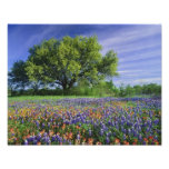 Live Oak & Texas Paintbrush, and Texas Art Photo