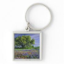 Live Oak & Texas Paintbrush, and Texas