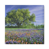 Live Oak & Texas Paintbrush, and Texas