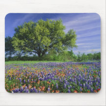 Live Oak & Texas Paintbrush, and Texas Mousepads
