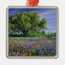 Live Oak & Texas Paintbrush, and Texas Christmas Ornament