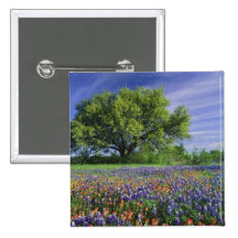 Live Oak & Texas Paintbrush, and Texas Pins
