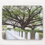 Live Oak Tree, Natchez, MS  Mouse Pad mousepads
