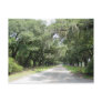 Live Oaks with Moss Postcard