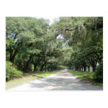 Live Oaks with Moss Postcard