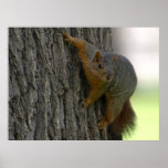 Lively bush-tailed tree squirrel poster posters