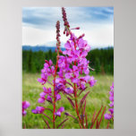 Lively Fireweed Print