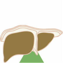 liver image cut out