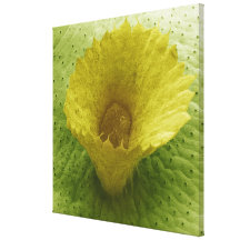 Liverwort Gemma Cup Gallery Wrap Canvas