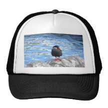 Living Coast Devon Hat