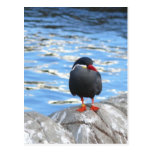 Living Coast Devon Postcards