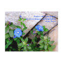 Living Garden Corner/Wu Wei postcards