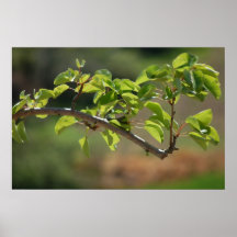 Living natural print