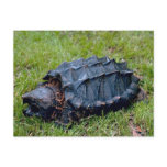 Living Prehistoric Turtle Postcard