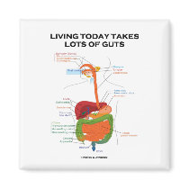 Living Today Takes Lots Of Guts (Digestive System)