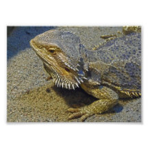 Living Under Fire - Bearded Dragon Photo Art