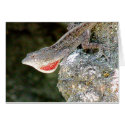 Lizard cards