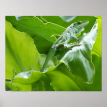 Lizard on Leaf Print