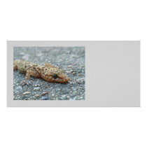Lizard Photo Card