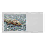 Lizard Photo Card photo cards