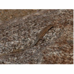 Lizard photo sculptures