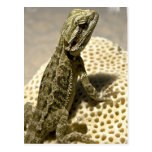 Lizard Species Postcard
