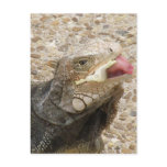 Lizard Tongue Postcard