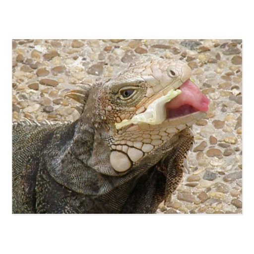 Lizard Tongue Postcard