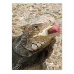 Lizard Tongue Postcard