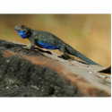 Lizards Blue Belly Scales photo sculptures