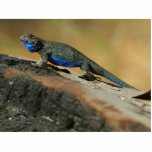 Lizards Blue Belly Scales photo sculptures