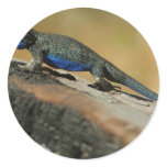 Lizards Blue Belly Scales stickers