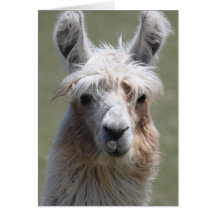 Llama Card