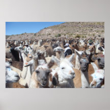 Llama Disco Print