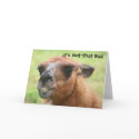 Llama Humourous 30th Birthday Greeting Card