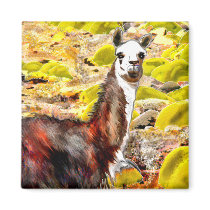 Llama in Andes Mountains Peru Magnets