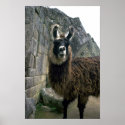 Llama In Peruvian Ruins posters