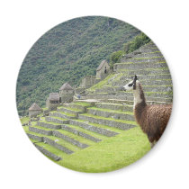 llama lands fridge magnet