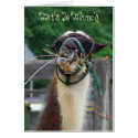 Llama Llunch, Let's Do Llunch cards