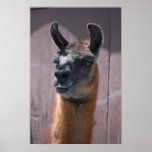 Llama love print