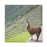 llama magnets