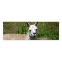 Llama Photograph