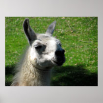 Llama Photograph