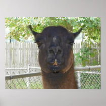 Llama posing for camera posters