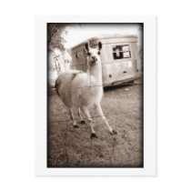 Llama Post Cards
