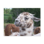 Llama Postcard