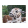 Llama Postcard