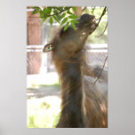 Llama Poster